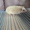 2歳オス　ハリネズミ サムネイル2