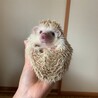 2歳オス　ハリネズミ サムネイル3