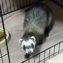 ファーファームアンゴラフェレット1歳間近女の子