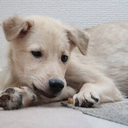 保護犬 保護猫 譲渡会inホームズさいたま中央店