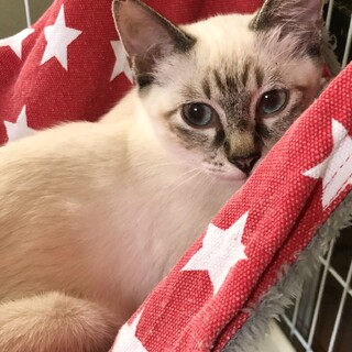 ブルーアイズが美しいシャム風男の子