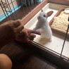 レティン