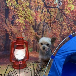 お見合い決定！甘えん坊の抱っこ大好き！