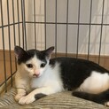 うなぎみたいな猫ちゃん