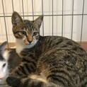しっぽすらりのキジ白ちゃん