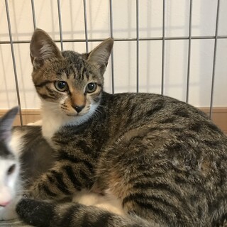 しっぽすらりのキジ白ちゃん