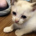 ありがとうございました！