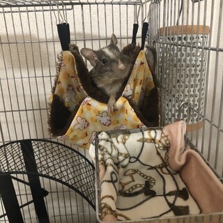 デグーマウス。