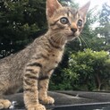 すらりとしたキジトラくん