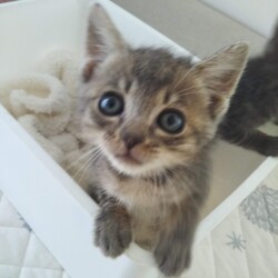 第96回　にゃん☆ぴーす猫の譲渡会