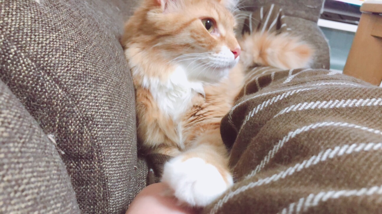 人懐っこい猫さんです 大阪府 猫の里親募集 ペットのおうち 月間利用者150万人