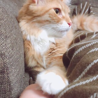 人懐っこい猫さんです！！