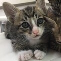 生後1ヶ月半 子猫ちゃん