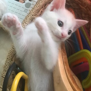 真っ白綺麗な男の子・でんすけくん1ヶ月