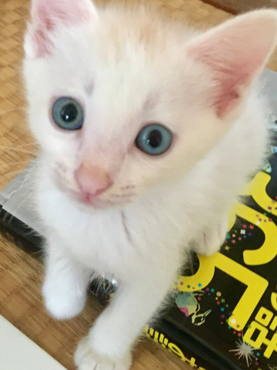 交渉中》真っ白綺麗な男」栃木県 - 猫の里親募集(329572) :: ペット