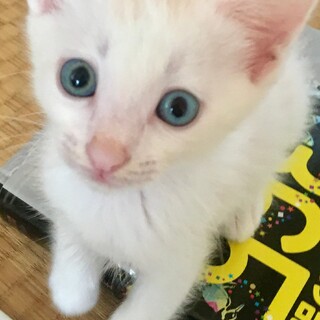 《交渉中》真っ白綺麗な男の子・ちょうすけくん