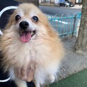 ビビリだけど好奇心旺盛ポメラニアン♀みすずちゃん