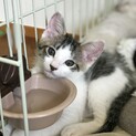 生後2ヶ月の子猫