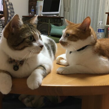 我が家のオス猫達、ふたりともビビりw