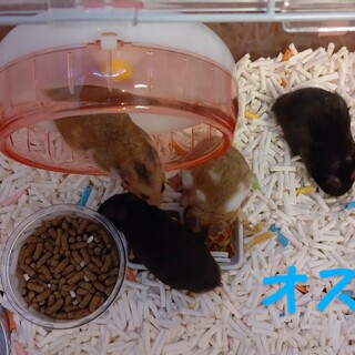 ゴルハム赤ちゃんの里親さん募集！！(7/22生)