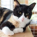 【ミミミ】おかげさまで里親さまが決まりました