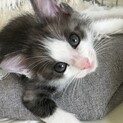 生後2ヶ月の子猫