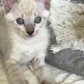 生後2ヶ月の子猫
