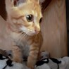 急募 サムネイル2
