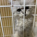 子猫