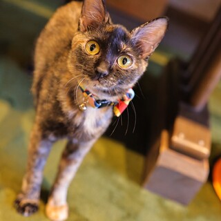 人が大好き！甘えん坊のフォルムちゃん