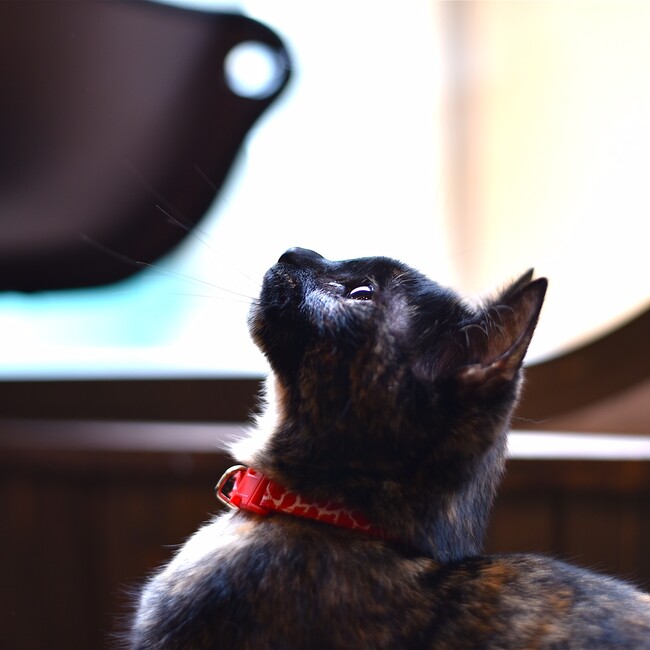 保護ねこかふぇ neu。（ネウ）のカバー写真