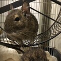 デグー4歳♂里親さん。