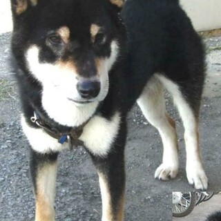 黒柴mixかも？待ってるのにお迎えきません