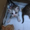 三毛猫の６姉妹　生後1ヶ月 サムネイル3