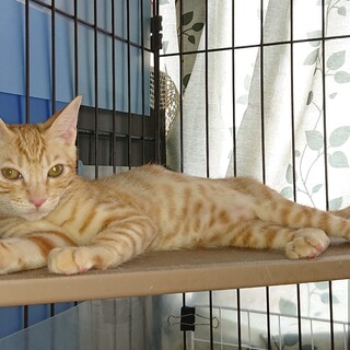 人慣れ⭕可愛い茶トラ子猫❤️