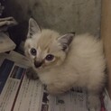 子猫たちの里親さん募集