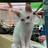 白い子猫 サムネイル4