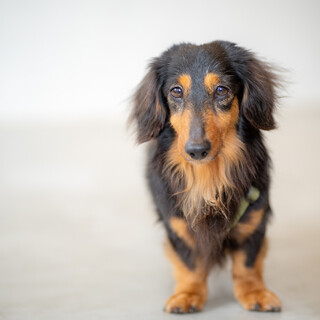 可愛いダックス（ブラックタン）10歳、マロ君