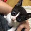 ✿.*･ハチワレのかわい子ちゃん✿.*･