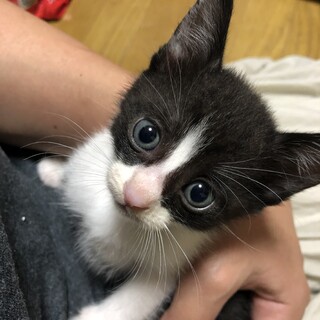 ✿.*･ハチワレのかわい子ちゃん✿.*･