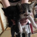 三毛猫♀黒猫♀ 生後1ヶ月の子猫