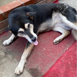 人大好き甘えん坊の推定4歳メスモモちゃん