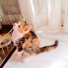 可愛い美猫のミケちゃん❣ サムネイル4