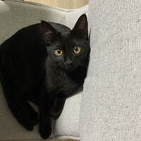 くろみちゃん