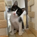 黒白2ヶ月の子猫♪