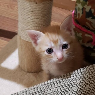 綺麗なチャトラ　ムギくん