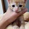 綺麗なチャトラ　ムギくん サムネイル2