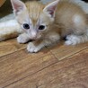 綺麗なチャトラ　ムギくん サムネイル3