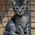 元気に育ちました　黒くん