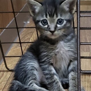 元気に育ちました　黒くん